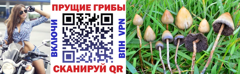 omg ССЫЛКА  Ирбит  Галлюциногенные грибы Psilocybine cubensis 